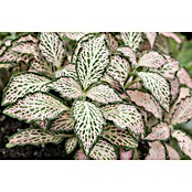 Fittonia 12 rosa weiss