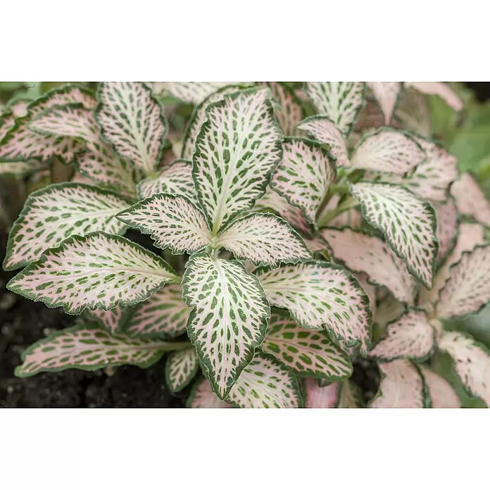 Piardino Fittonie - Fittonia verschaffeltii, Topfgröße: 12 cm, Rosa-weiß - Buntblättrige Pflanze mit lebhaften rosa-grünen gemusterten Blättern und gewellten Rändern.
