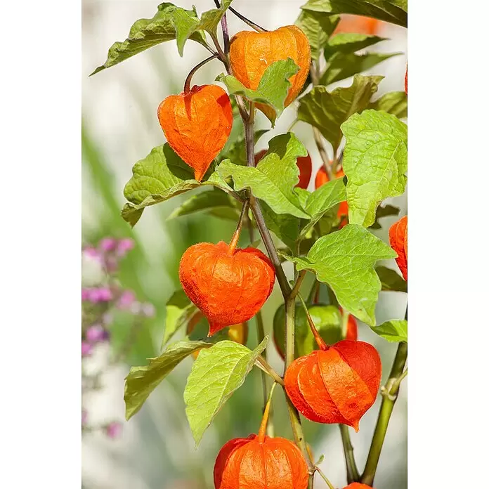 Piardino Lampionblume - Physalis alkekengi, Topfgröße: 13 cm, Orange - Lebendige orangefarbene, flaumige, herzförmige Lampionblumenkelche mit grünen Blättern am Stiel.
