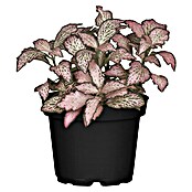Fittonia 12 rosa weiss