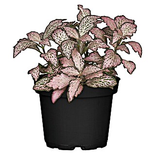 Piardino Fittonie (Fittonia verschaffeltii, Topfgröße: 12 cm, Rosa-weiß)