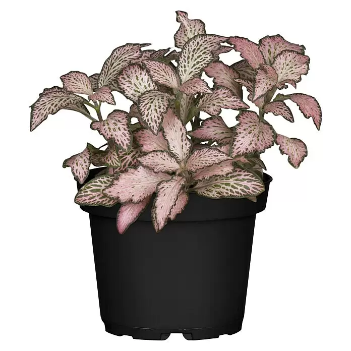 Piardino Fittonie - Fittonia verschaffeltii, Topfgröße: 12 cm, Rosa-weiß - Rosa-grüne Fittonia-Pflanze in einem schwarzen Plastiktopf.