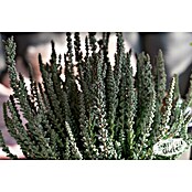 Piardino Besenheide (Calluna vulgaris 'Garden Girls Fluffy', Topfgröße: 11 cm) | BAUHAUS