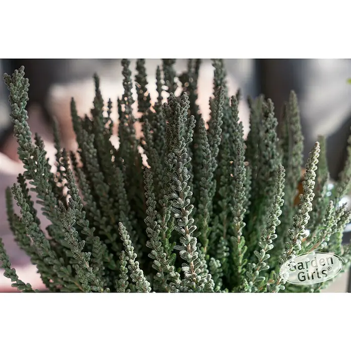 Piardino Besenheide 'Garden Girls Fluffy' - Calluna vulgaris, Topfgröße: 11 cm - Nahaufnahme von Calluna vulgaris "Garden Girls", einer Heidekrautart mit aufrechten Trieben und feinen, schuppenartigen Blättern in einem satten Grün.