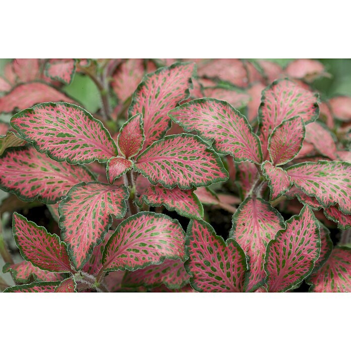 Fittonia 12 rosa weiss