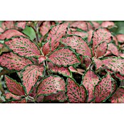 Fittonia 12 rosa weiss