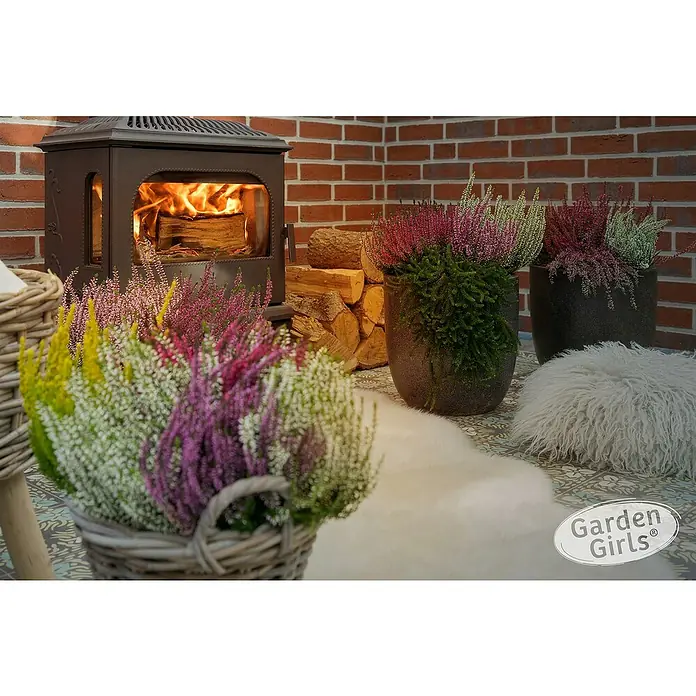 Besenheide Garden girls - Calluna vulgaris, Topfgröße: 17 cm - Nahaufnahme eines Korbes mit bunten Heidekrautpflanzen neben einem Kaminofen und Brennholz. Rustikales und gemütliches Ambiente.