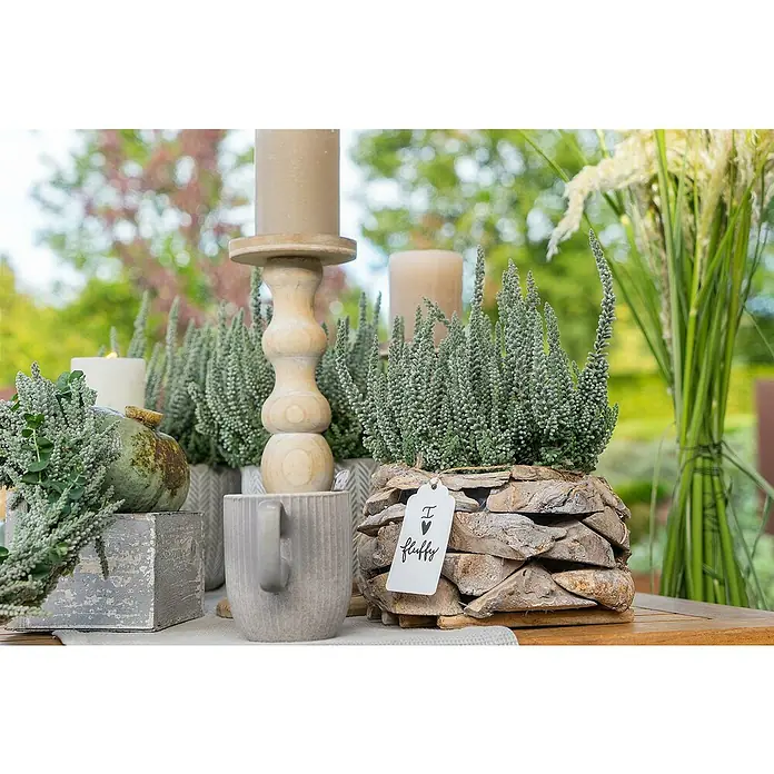 Piardino BesenheideCalluna vulgaris 'Garden Girls Fluffy', Topfgröße: 11 cm - Eine rustikale Tischdekoration mit Calluna-Pflanzen in einem Holztopf, begleitet von Kerzen, einer Tasse und einem Kürbis auf einem Tisch.