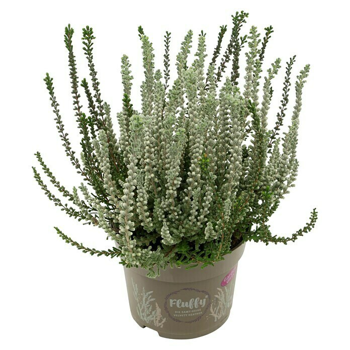 Piardino Besenheide (Calluna vulgaris 'Garden Girls Fluffy', Topfgröße: 11 cm) | BAUHAUS