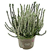 Piardino Besenheide (Calluna vulgaris 'Garden Girls Fluffy', Topfgröße: 11 cm) | BAUHAUS