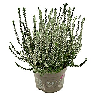 Piardino Besenheide (Calluna vulgaris 'Garden Girls Fluffy', Topfgröße: 11 cm)