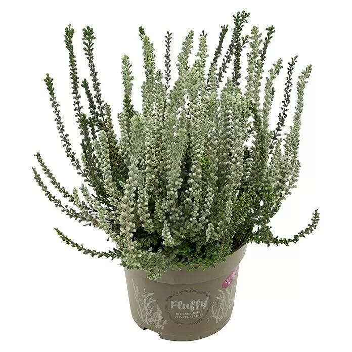 Piardino Besenheide 'Garden Girls Fluffy' - Calluna vulgaris, Topfgröße: 11 cm - Getopfte Samt-Heide mit flauschigem, hellgrünem Laub in einem taupefarbenen Topf mit 'Fluffy' Aufschrift.