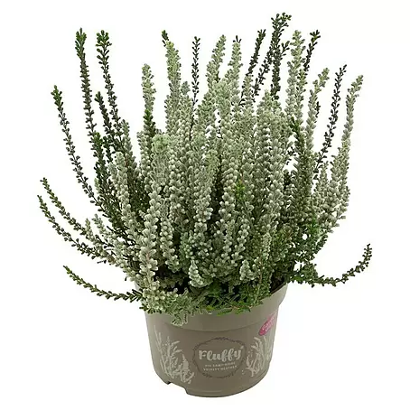 Piardino  Besenheide 'Garden Girls Fluffy'