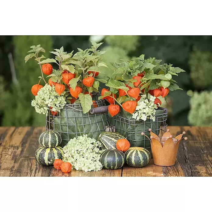 Piardino Lampionblume - Physalis alkekengi, Topfgröße: 13 cm, Orange - Herbstarrangement aus orangefarbenen Physalis, hellgrünen Hortensien, gestreiften Zierkürbissen und Metalldekor auf Holztisch.