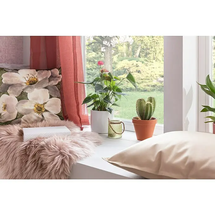 Piardino FlamingoblumeAnthurium x andreanum, Rosa - Dekoratives Fensterbrett mit Kissen, Pflanzen und einer Kerze, die eine gemütliche und einladende Atmosphäre schaffen.