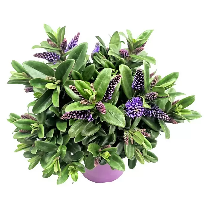 Piardino Strauchveronika - Hebe andersonii Kiwi, Topfgröße: 13 cm, Violett/Pink - Lila blühende Pflanze mit grünen Blättern in einem lila Topf.