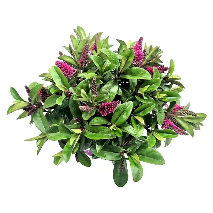 Piardino Strauchveronika - Hebe andersonii Kiwi, Topfgröße: 13 cm, Violett/Pink - Buschartige Pflanze mit leuchtend rosa Blütenständen und glänzenden grünen Blättern, mit Wassertropfen.