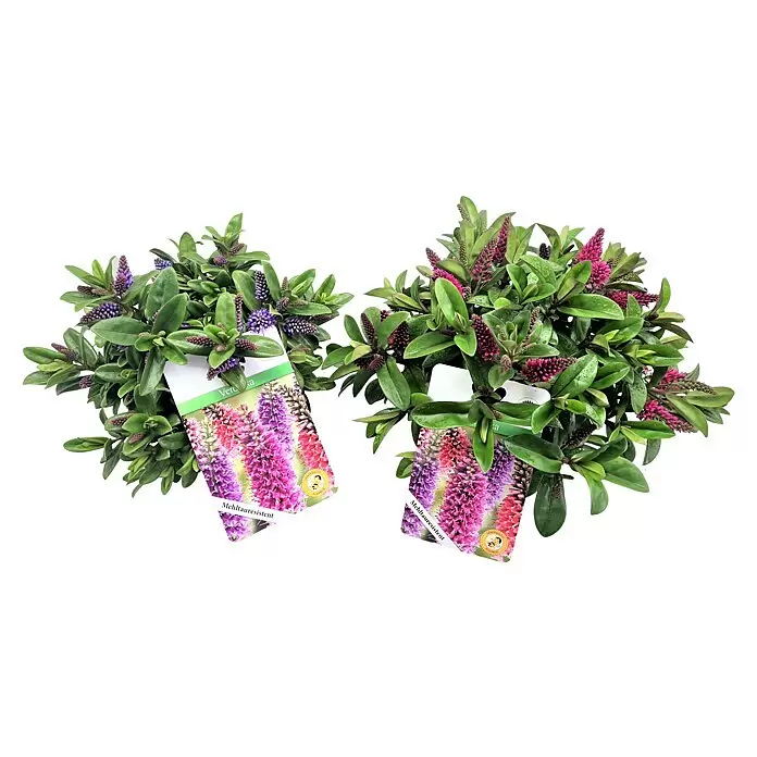Piardino Strauchveronika - Hebe andersonii Kiwi, Topfgröße: 13 cm, Violett/Pink - Zwei blühende Pflanzen mit grünen Blättern, violetten und rosa Blütenrispen und Pflanzenetiketten.