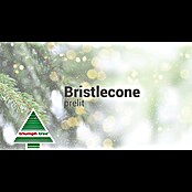 Künstlicher Weihnachtsbaum Bristlecone LED (Höhe: 185 cm, Grün, Standfuß) | BAUHAUS