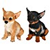 Decoratief figuur Chihuahua pup 