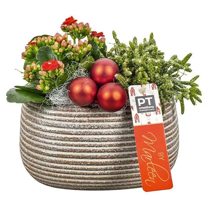 Piardino AdventsarrangementRot/Braun, Topfgröße: 9 cm