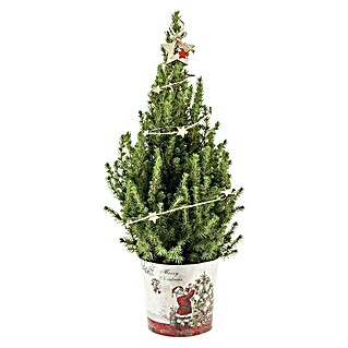 Piardino Zuckerhut-Fichte im Weihnachts-Zinkeimer (Picea conica, Farbe Topf: Mehrfarbig, Topfgröße: 19 cm)