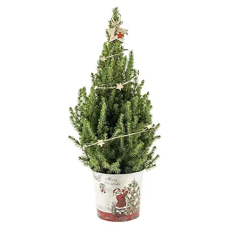 Piardino  Zuckerhut-Fichte im Weihnachts-Zinkeimer