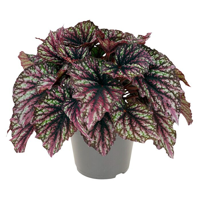 Begonia rex 12 Inca Night