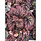 Begonia rex 12 Inca Night