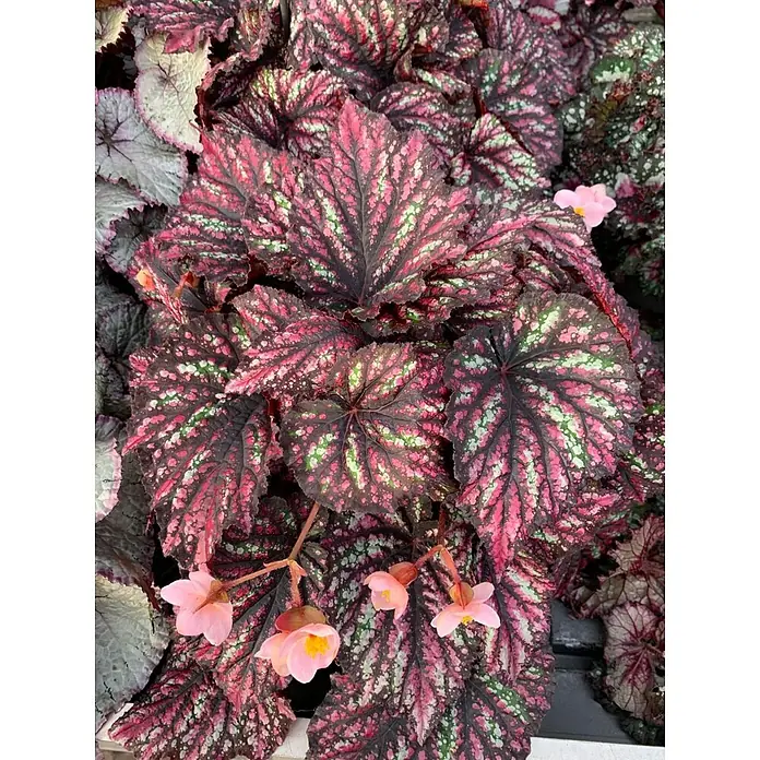 Piardino Blattbegonie - Begonia rex 'Inca Night', Topfgröße: 12 cm - Pinkfarbene Begonienpflanze mit auffälligen Blättern und zarten Blüten, die eine elegante und farbenfrohe Note verleihen.