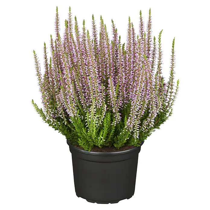 Pflanzen-Mix - Topfgröße: 9 cm, Gesamtstückzahl: 6 Stk. - Heidekraut Calluna vulgaris in einem schwarzen Topf. Die Pflanze hat kleine, lilafarbene Blüten und grüne Blätter. Ideal für Garten und Balkon.
