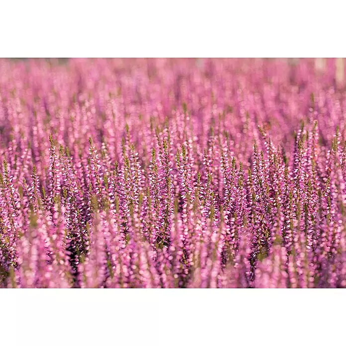 Piardino Besenheide - Calluna vulgaris 'Garden Girls', Topfgröße: 13 cm, Sortenabhängig - Dichtes Feld leuchtend pinker Heideblüten mit grünen Stielen, das eine sanfte, farbenfrohe Landschaft bildet.