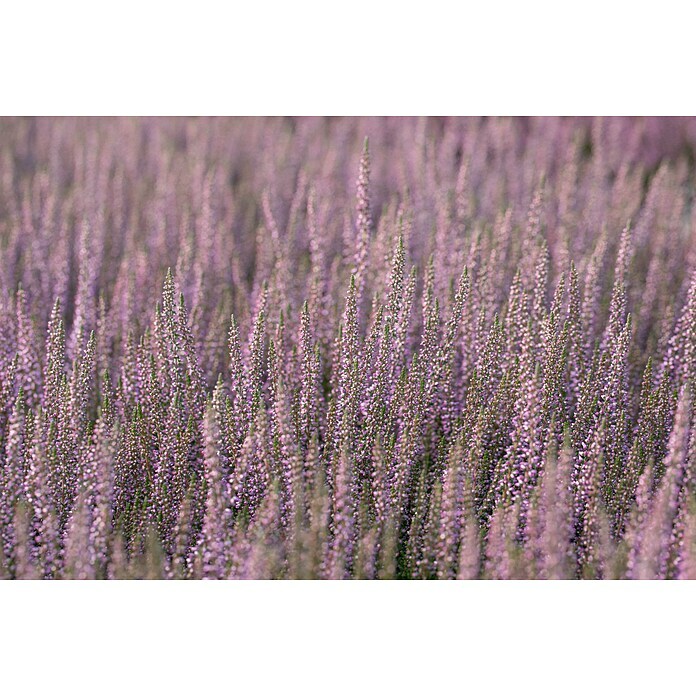 Besenheide im Set (3 Stk., Garden Girls 'Hilda', Calluna vulgaris) | BAUHAUS