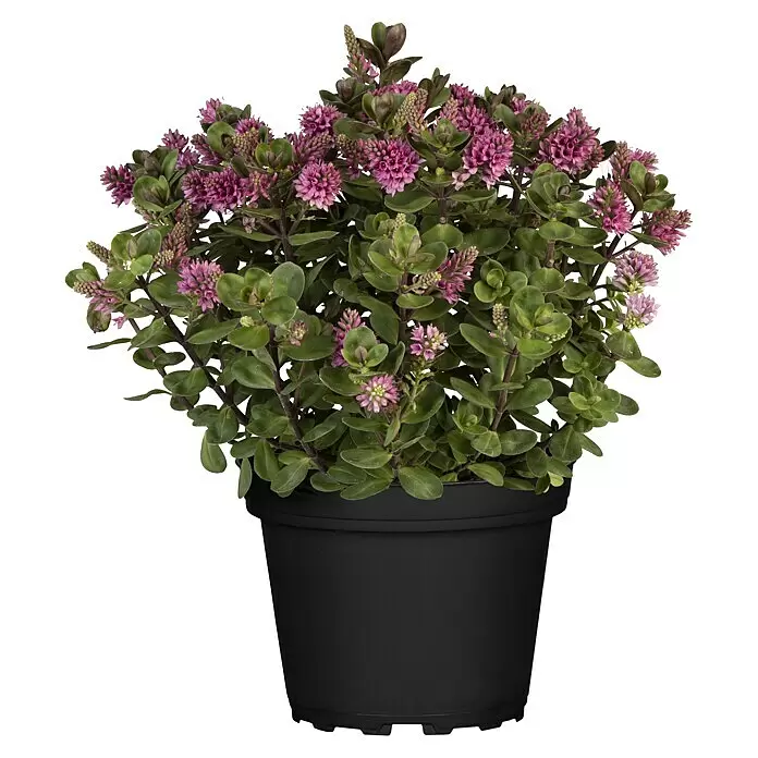Piardino Strauchveronika All Blooms - Veronica × andersonii, Topfgröße: 11 cm, Sortenabhängig - Topfpflanze mit rosa Blüten und grünen Blättern in einem schwarzen Topf.
