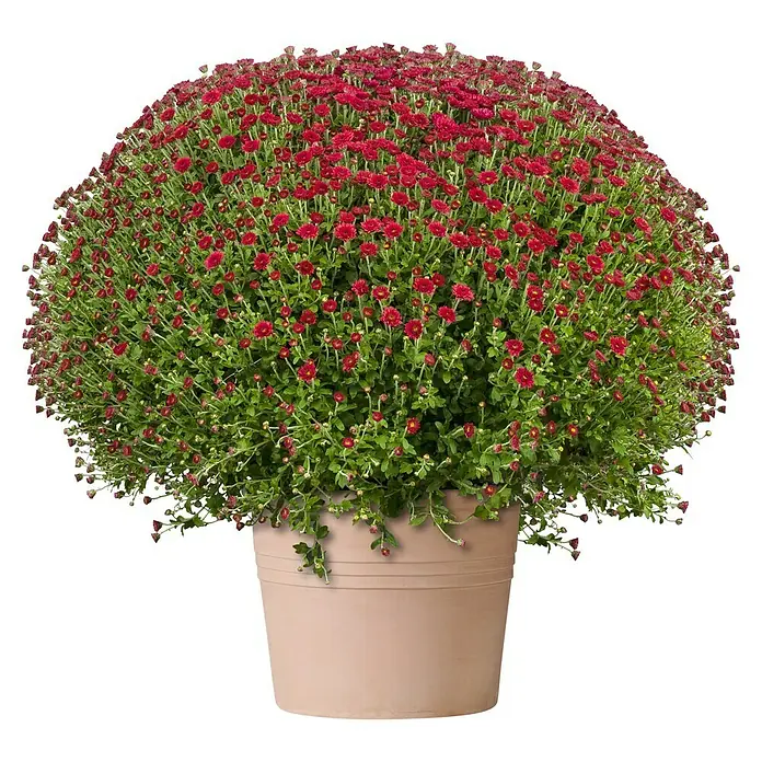 Deroma White Garden Pflanzkübel rund Cilindro Bordato - Außenmaß (Ø x H): 22,8 x 17,2 cm, Naturmaterialien, Tonweiß - Eine üppige rote Chrysanthemenpflanze in einem beigen Topf, ideal für die Dekoration von Gärten und Terrassen mit lebendigen Farben.