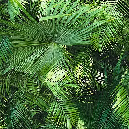 A.S. Création  Papel pintado Palmeras