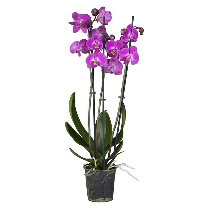 Schmetterlingsorchidee (Phalaenopsis Hybride, Topfgröße: 12, Lila, Anzahl Triebe: 3, Wuchsform: Aufrecht überhängend)