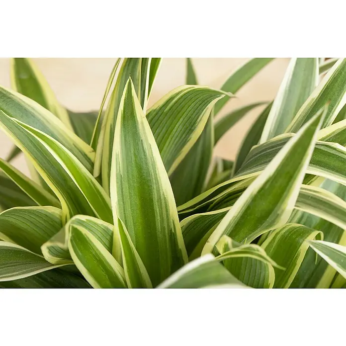 Zimmerpflanzen-Set - Air fresh - 6 tlg. - Nahaufnahme einer Zimmerpflanze mit langen, grünen Blättern, die von einem hellen Gelb umrandet sind und eine frische Atmosphäre verbreiten.