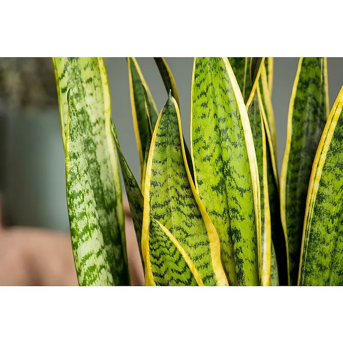 Zimmerpflanzen-Set - Sonniges Büro - 6 tlg. - Nahaufnahme einer Sansevieria trifasciata 'Laurentii' Pflanze, die ihre grünen Blätter mit gelben Rändern und gewellten Mustern zeigt.
