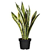 Piardino Bogenhanf (Sansevieria trifasciata var. laurentii, Topfgre: 19  cm, Blattfarbe: Gelb/Grn) | BAUHAUS