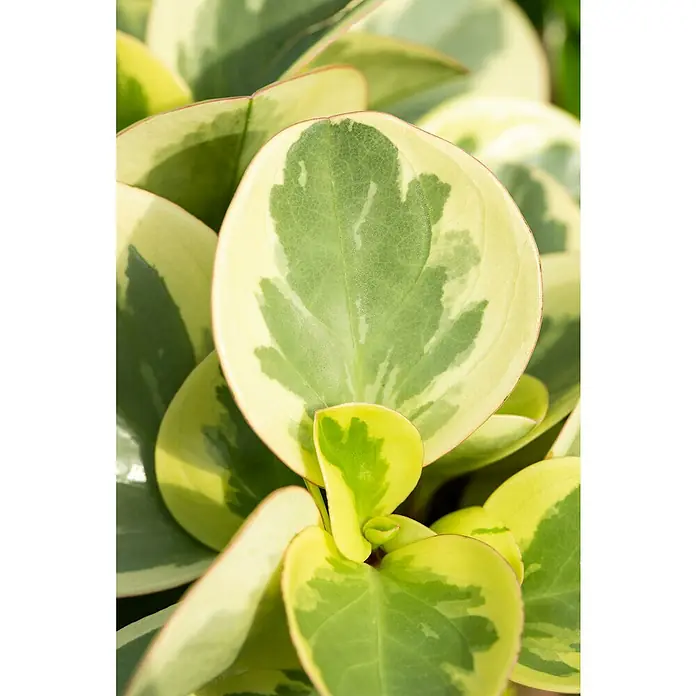 Zimmerpflanzen-Set - Sonniges Büro - 6 tlg. - Nahaufnahme einer Peperomia obtusifolia Variegata mit ihren runden Blättern und der aparten grün-gelben Zeichnung.
