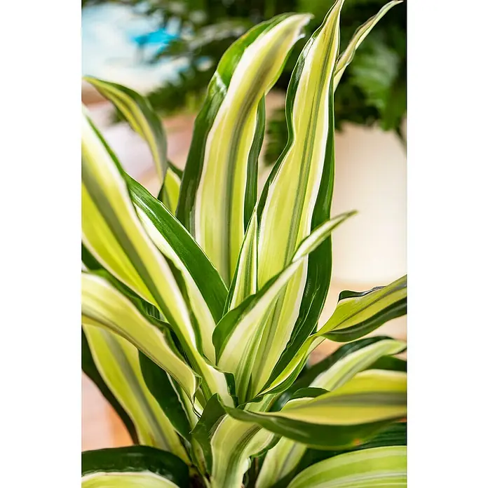 Zimmerpflanzen-SetDunkle Ecke - 6 tlg. - Nahaufnahme einer Dracaena fragrans 'Lemon Lime' Zimmerpflanze, die ihre lebhaften, gestreiften Blätter in Grün- und Limettentönen zeigt.