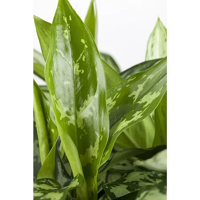 Zimmerpflanzen-SetDunkle Ecke - 6 tlg. - Nahaufnahme von Aglaonema-Blättern mit grün-weißer Musterung, die die natürliche Schönheit der Zimmerpflanze hervorhebt.
