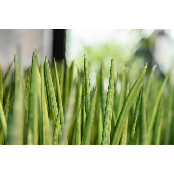 Zimmerpflanzen-SetDunkle Ecke - 6 tlg. - Nahaufnahme eines Sansevieria cylindrica, einer Sukkulente mit speerförmigen, grün gestreiften Blättern, die eine moderne, natürliche Note verleihen.