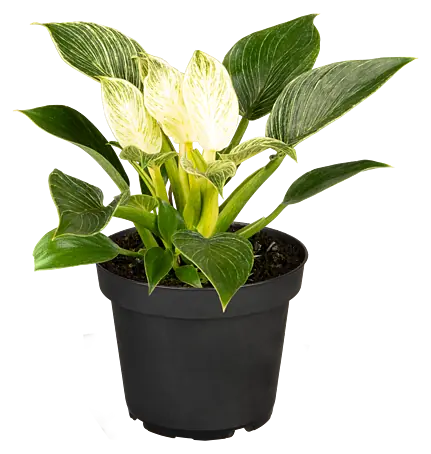 philodendron melanochrysum x gloriosum Philodendron Glorious