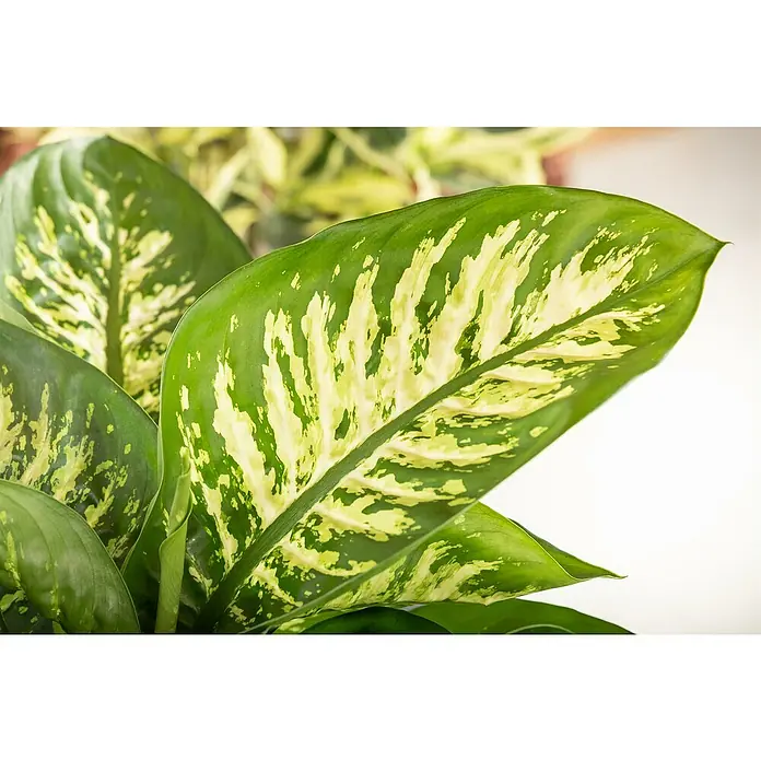 Piardino Zimmerpflanzen-Set - Dieffenbachia Mix - 3 tlg., Dieffenbachia camilla, Dieffenbachia compacta - Nahaufnahme einer Dieffenbachie-Pflanze mit ihren auffälligen grün-gelb gefleckten Blättern, die eine tropische Atmosphäre verbreitet.