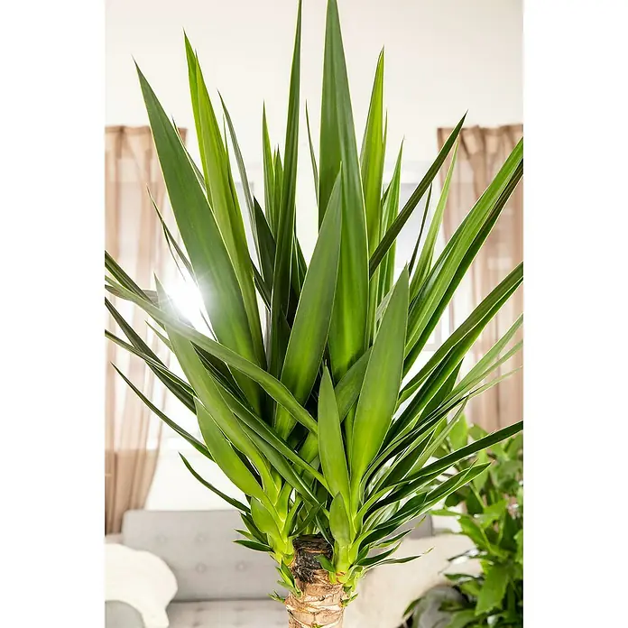 Zimmerpflanzen-Set - Sonniges Büro - 6 tlg. - Nahaufnahme einer Yucca-Palme im Topf mit langen, grünen Blättern, die in einem hellen Raum steht.