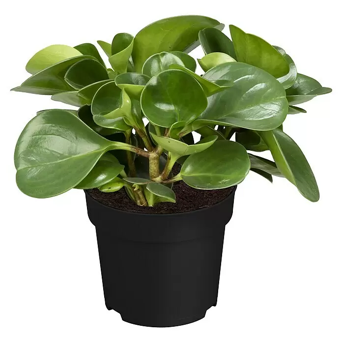 Piardino Zwergpfeffer - Peperomia obtusifolia, Topfgröße: 15 cm, Grün - Kleine grüne Topfpflanze mit glänzenden, runden Blättern in einem schwarzen Topf mit dunkler Erde.