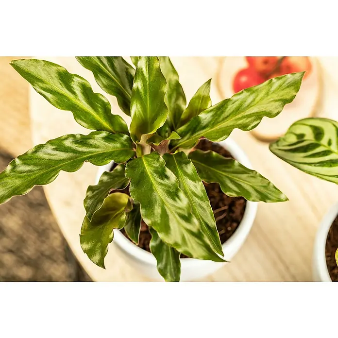 Piardino Korbmarante - Calathea rufibarba, Topfgröße: 14 cm - Nahaufnahme einer Calathea rufibarba Pflanze in einem weißen Topf, die ihre gewellten Blätter und ihr attraktives Laub zeigt.