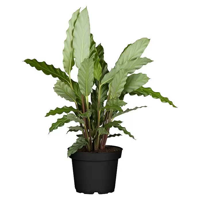 Piardino Korbmarante - Calathea rufibarba, Topfgröße: 14 cm - Topfpflanze mit grünen, gewellten und glatten Blättern, roten Stielen in einem schwarzen Kunststofftopf.